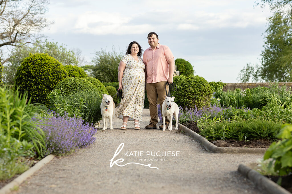 Maternity photography session in Connecticut featuring an expecting mother and dogs